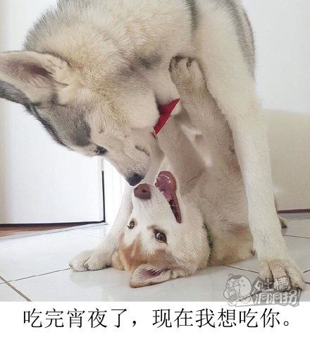 吃完宵夜了,现在我想吃你。