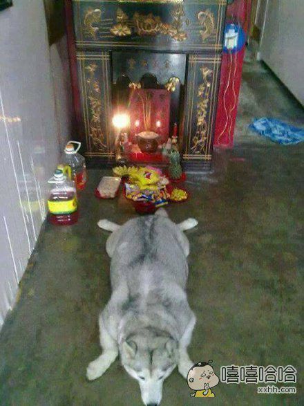 网友家里准备拜神用的乳猪还没到,让二哈先