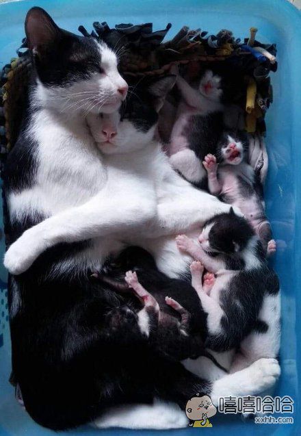 猫妈妈生了一窝小宝宝,猫爸爸拥抱着她休息_百田搞笑大全
