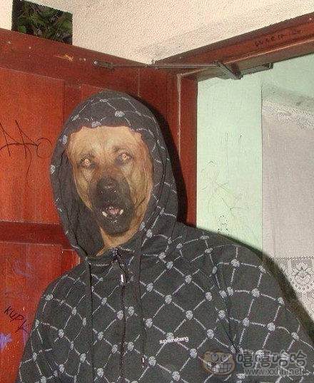 回到家发现二货汪变成这样,差点吓尿了!