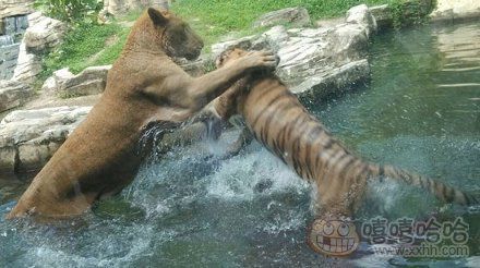 动物园里看到的:老虎与狮子的决斗