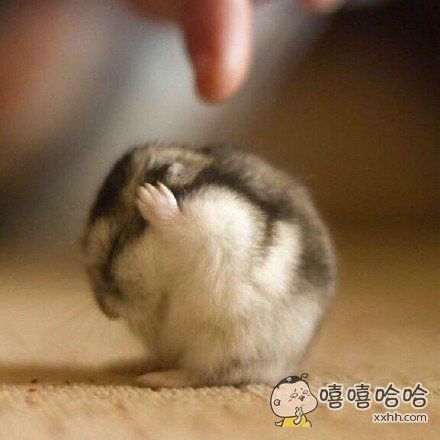 我不听,我不听,我不听……