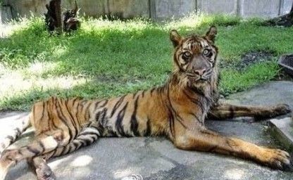 俗话说,瘦死的老虎比猫大.印_雷人圈_手机百田网
