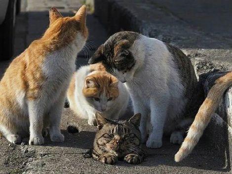 【卟啊】 少年秃头危机 