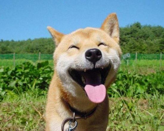 这张笑得很开心的柴犬,相信大家都还记得,它的表情包曾一度风靡大陆.