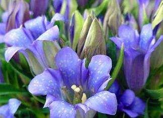 天蝎座幸运花:龙胆