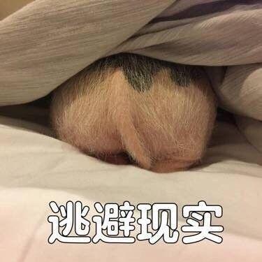 鸵鸟猪?