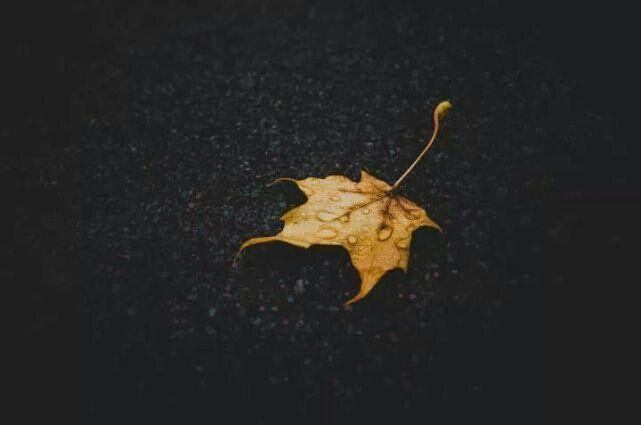 【吴权】叶子不是一天就变黄的,人心不是一天就变凉的