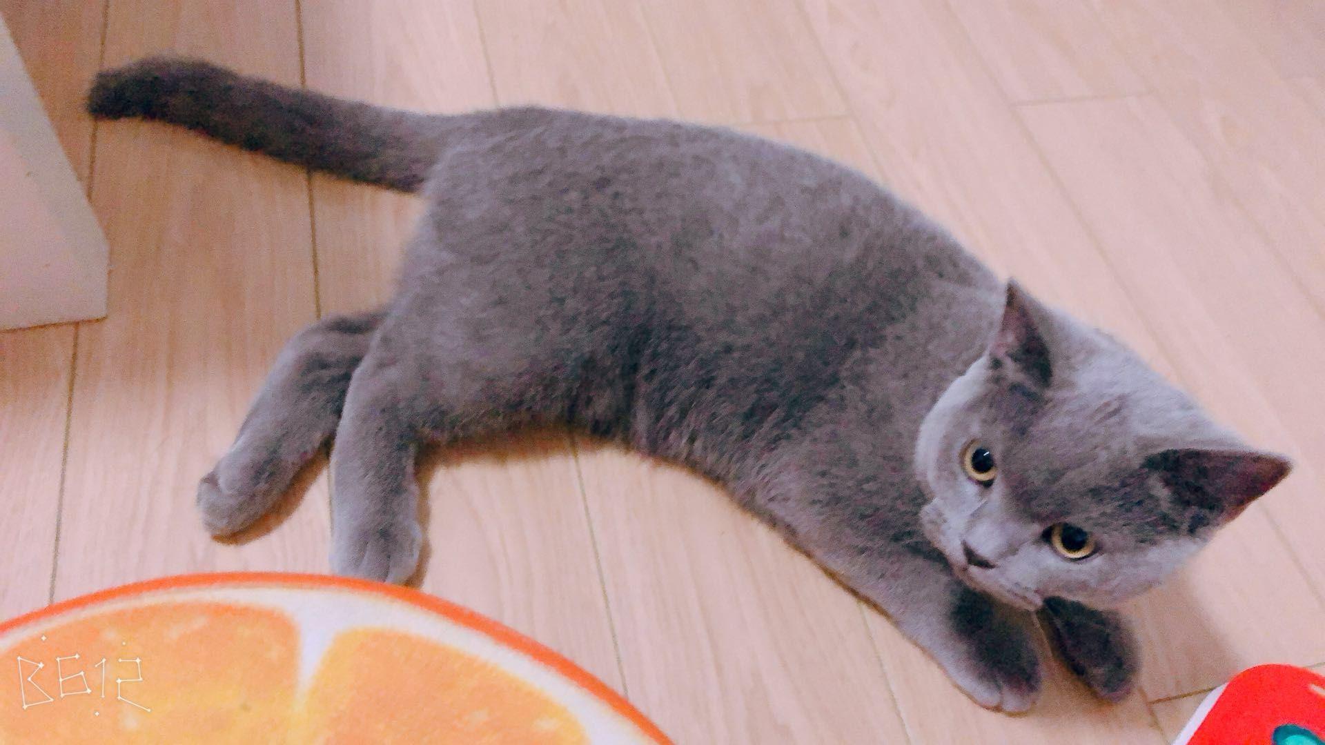 pet丶蓝猫°猫比较高冷?那是你没有投其所好哟