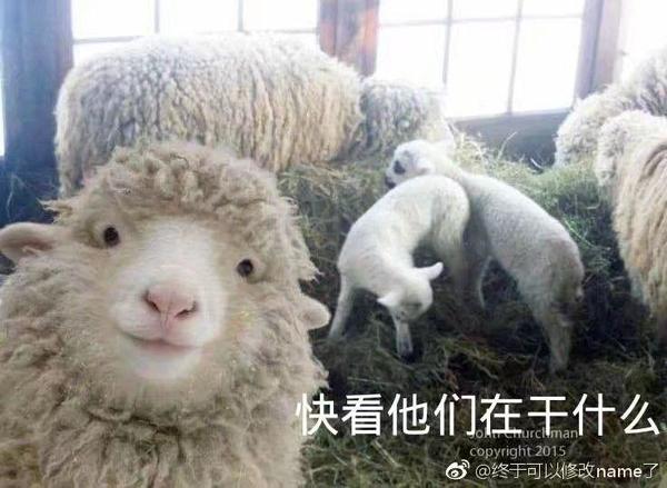 啥也不会的小羊 600