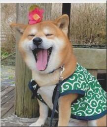 【欲望之罪.鸽乐】作业