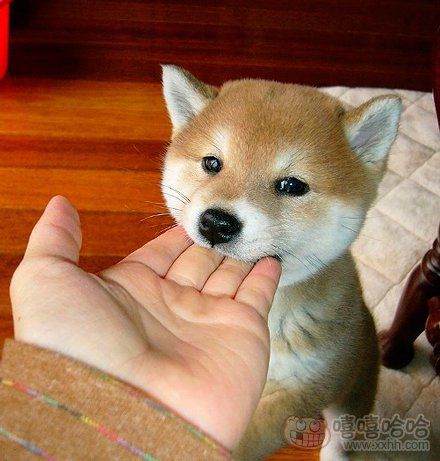 "来,握个手."的评论_百田搞笑大全